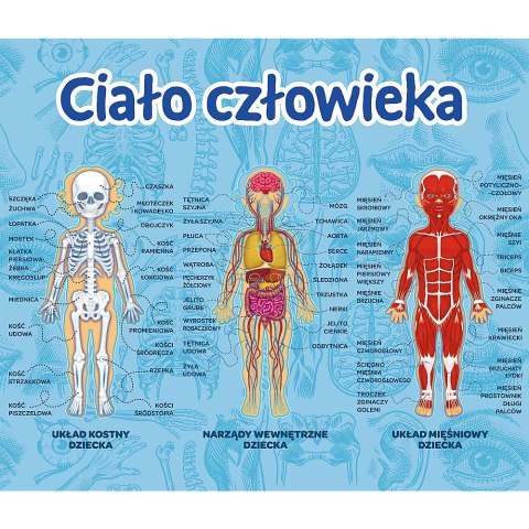 Gra dla dzieci Ciało człowieka Mistrz Wiedzy Trefl 01957 Trefl Gry Gra dla dzieci Ciało człowieka Mistrz Wiedzy Trefl 01957 Trefl Gry