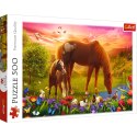 Puzzle - 500 - Konie na łące - Trefl 37451 Trefl Puzzle Puzzle - 500 - Konie na łące - Trefl 37451 Trefl Puzzle