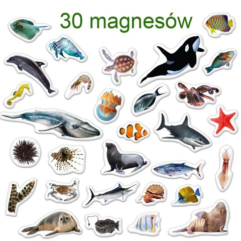 Zestaw Magnesów Zwierzęta Morskie MV 6032-18 Marka niezdefiniowana Zestaw Magnesów Zwierzęta Morskie MV 6032-18 Marka niezdefiniowana