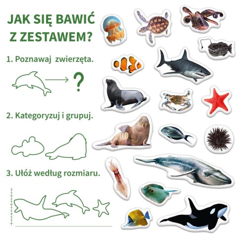 Zestaw Magnesów Zwierzęta Morskie MV 6032-18 Marka niezdefiniowana Zestaw Magnesów Zwierzęta Morskie MV 6032-18 Marka niezdefiniowana